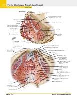 Frank H. Netter, MD - Atlas of Human Anatomy (6th ed ) 2014, page 379